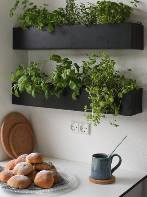 kitchen plant ideas