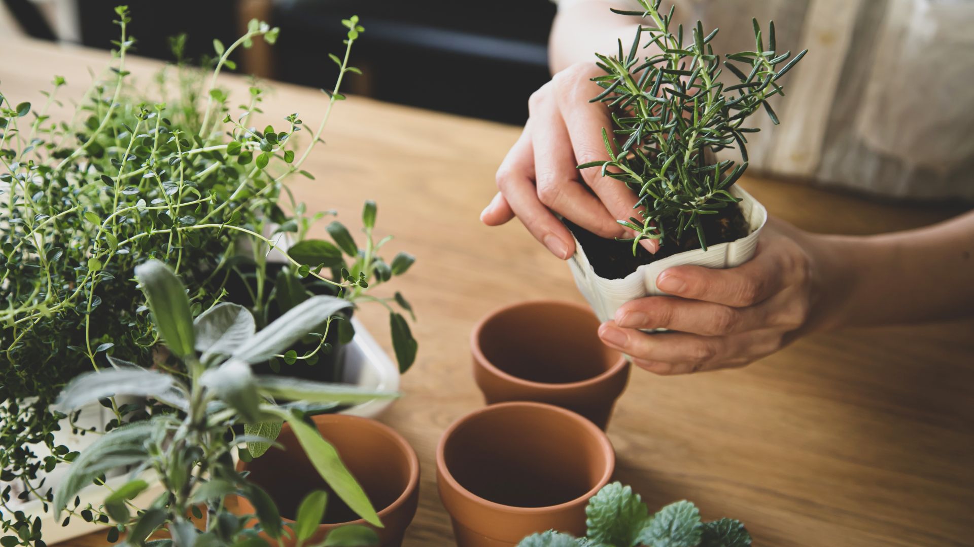 15 Herbs to Start Your Indoor Herb Garden